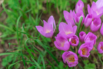 autumn crocus, Group of wild purple flowers blooming in the garden