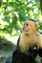 Mittelamerika Honduras, El Salvador, Wilde Tiere, Natur, Pflanzen, Reisen, Travel