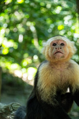 Mittelamerika Honduras, El Salvador, Wilde Tiere, Natur, Pflanzen, Reisen, Travel