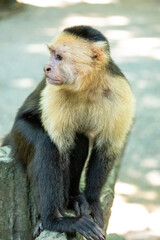 Mittelamerika Honduras, El Salvador, Wilde Tiere, Natur, Pflanzen, Reisen, Travel