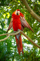 Mittelamerika Honduras, El Salvador, Wilde Tiere, Natur, Pflanzen, Reisen, Travel
