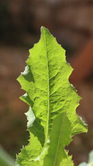 close up of a green leaf