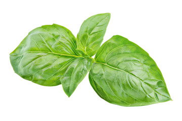 Fresh green basil leaves isolated on a white background.  Perfect for culinary or botanical use.