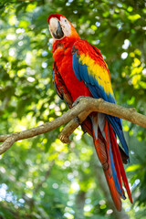 Mittelamerika Honduras, El Salvador, Wilde Tiere, Natur, Pflanzen, Reisen, Travel