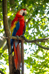 Mittelamerika Honduras, El Salvador, Wilde Tiere, Natur, Pflanzen, Reisen, Travel