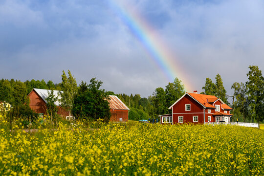 A beautiful, colorful rainbow and yellow field of flowers. Traditional red wooden house in Scandinavia. Sweden