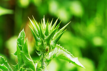 Green unopened bud of the Milk Thistle plant, macro photo.
