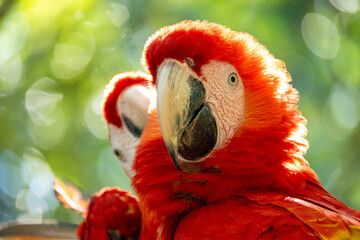 Mittelamerika Honduras, El Salvador, Wilde Tiere, Natur, Pflanzen, Reisen, Travel