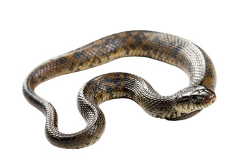 Obraz premium Unclogging Wonders: Authentic Drain Snake in Action