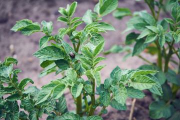 Stonka ziemniaczana, Leptinotarsa decemlineata © Marcin Łazarczyk
