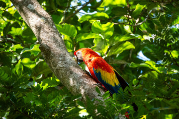 Mittelamerika Honduras, El Salvador, Wilde Tiere, Natur, Pflanzen, Reisen, Travel