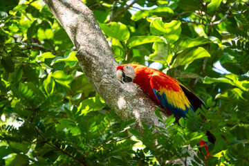 Mittelamerika Honduras, El Salvador, Wilde Tiere, Natur, Pflanzen, Reisen, Travel