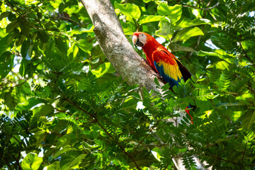 Mittelamerika Honduras, El Salvador, Wilde Tiere, Natur, Pflanzen, Reisen, Travel