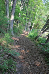 path in the woods