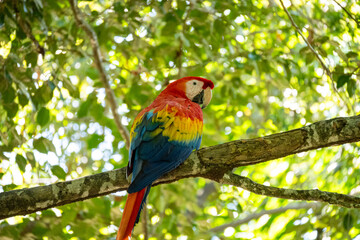 Mittelamerika Honduras, El Salvador, Wilde Tiere, Natur, Pflanzen, Reisen, Travel