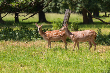 Naklejka premium Sika deer - Cervus nippon stands on a meadow in the grass. Wild foto