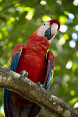 Mittelamerika Honduras, El Salvador, Wilde Tiere, Natur, Pflanzen, Reisen, Travel