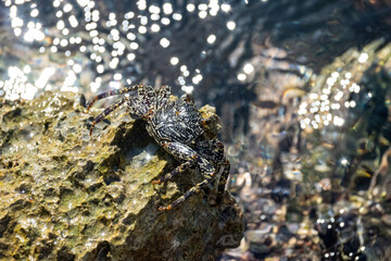 Mittelamerika Honduras, El Salvador, Wilde Tiere, Natur, Pflanzen, Reisen, Travel