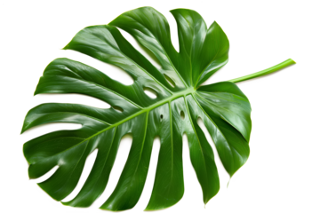 Lush monstera leaf with natural holes, isolated on transparent background