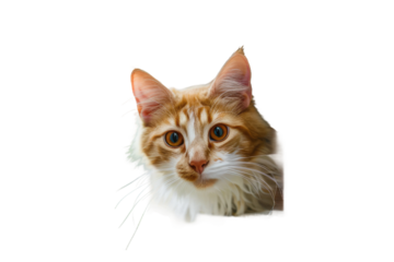 Seamless Integration: Pet Entryway Snapshot