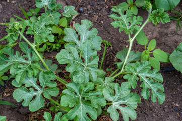 Close-up of watermelon plant leaves growing in garden soil, selective focus on lush green foliage.
