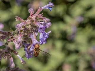 Catmint flowering plant