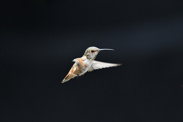 Brown Green Hummingbird In Flight Over Black