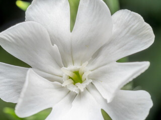 White campion flower