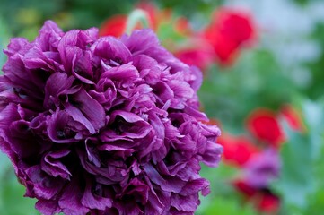 Close-up of a purple double poppy flower with vibrant red and green background, showing detailed petals.