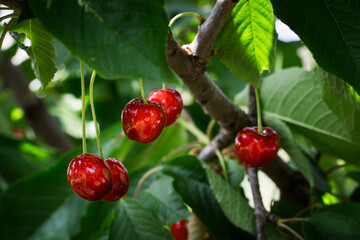 Pink ripe sweet cherries hanging on tree in summer garden