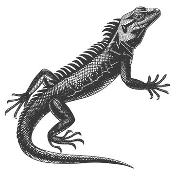 Engraved Sailfin Lizard: Detailed Reptile Illustration on White.