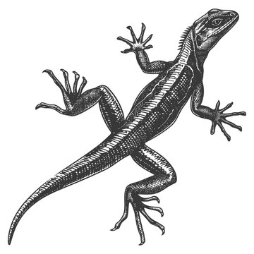 Engraved Basilisk Lizard: Vintage Wildlife Illustration, Climbing Perspective.