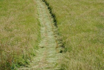 Country road in a large hay field