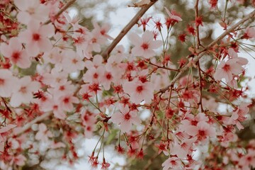  Red Cherry Blossom