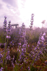 lavender detail on blurred background of clouds and clearings