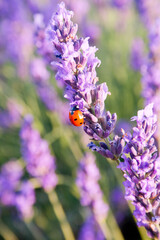 ladybug on a sunny  lavender grass © clavivs