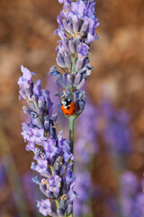 ladybug on a lavender grass