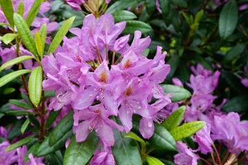 Beautiful Purple Rhododendron flowers with water droplets on them. Rhododendron Ponticum. 