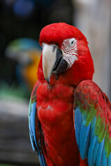 Close up head the red macaw parrot bird in garden