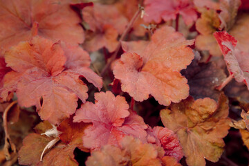 Red coral heuchera plant in summer garden. Close up view of decorative plant