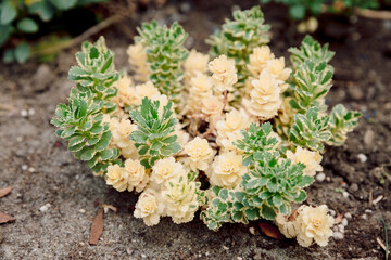 Sedum takesimense Atlantis or Takeshima Stonecrop plant