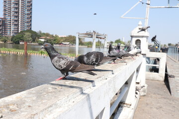 Urban beauty pigeon perched on a city bridge.