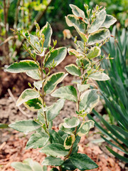 Ligustrum Variegatum plant growing in park. Wax Leaf Privet Variegatum