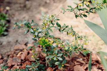 Berberis darwinii, young evergreen plant in summer garden