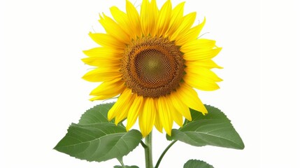 Obraz premium Bright sunflower isolated on white background