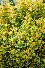 Euonymus fortunei in summer garden, variegated outdoor plant
