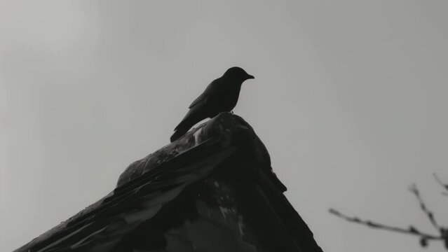 Black bird is perched on roof