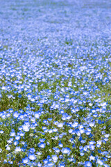 茨城県ひたちなか市　ひたち海浜公園のネモフィラ