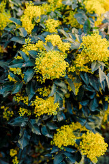 Oregon Grape with yellow flowers in spring, close up view of flowering mahonia