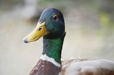 Mallard duck at Maplewood Mudflats Wild Bird Trust during a spring season in North Vancouver, British Columbia, Canada